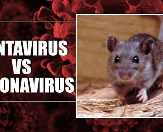 Hantavirus vs Coronavirus