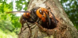 Asian giant hornets