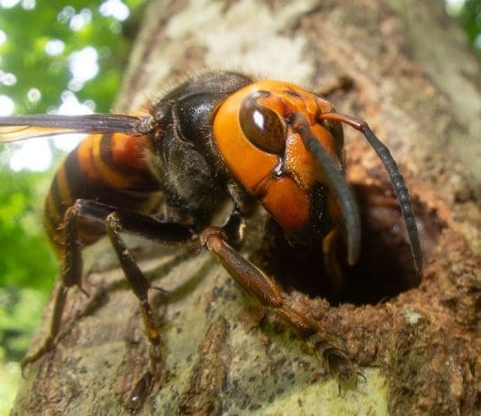 Asian giant hornets