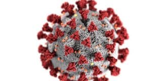 coronavirus