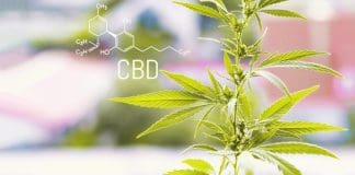 CBD Industry