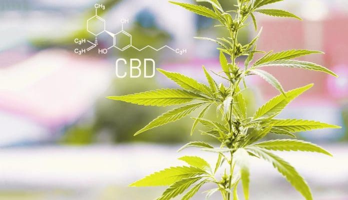 CBD Industry