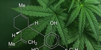 CBD Cannabis Industry