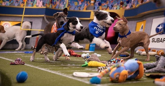 Puppy Bowl