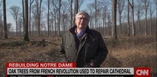 The ancient trees bringing Notre Dame back to life