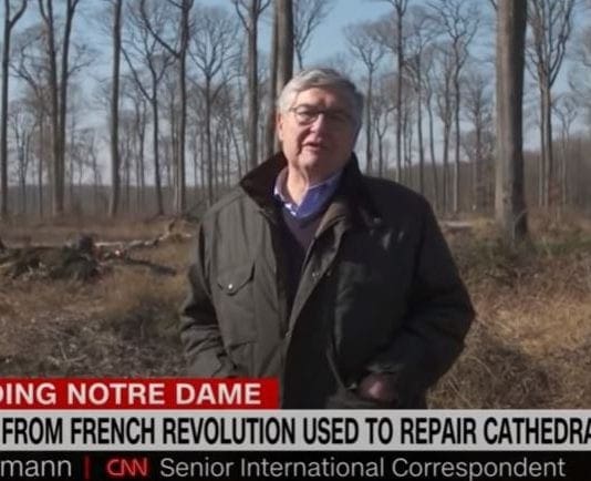 The ancient trees bringing Notre Dame back to life