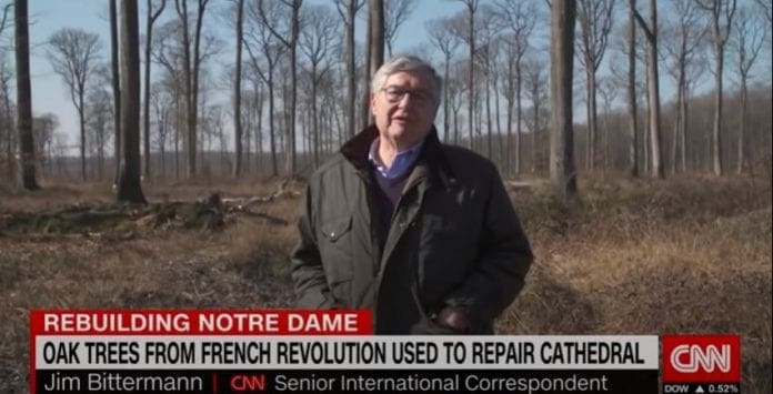 The ancient trees bringing Notre Dame back to life