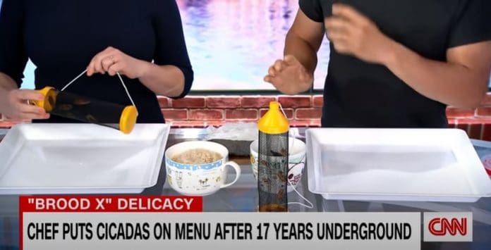 Watch Brianna Keilar eat dead cicadas on live TV
