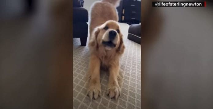 Golden retriever melts hearts as social media star