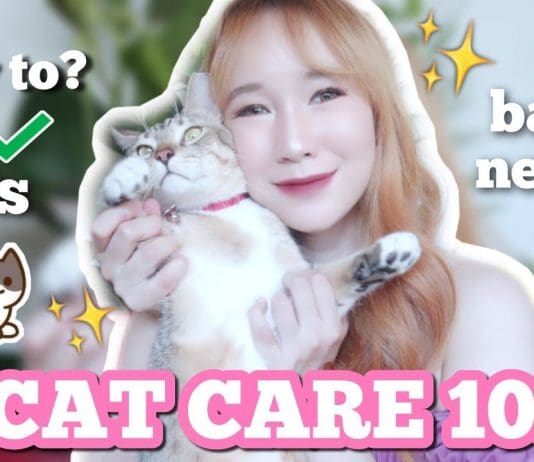 Cat Care Tips