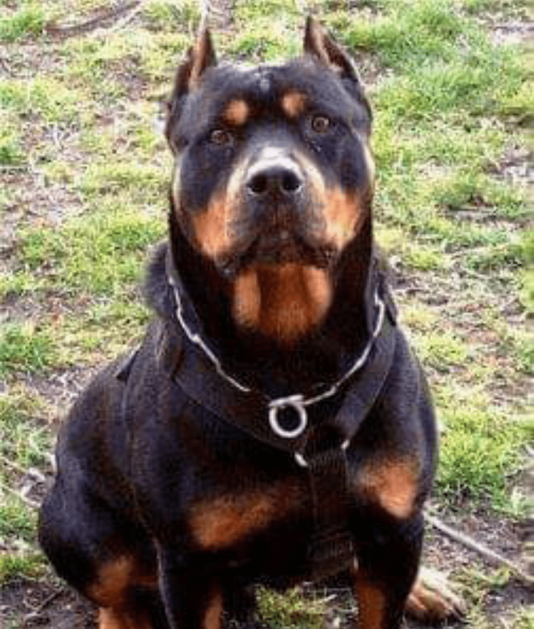 Rottweiler mixed with Pitbull -“Pitweiler” 1 Pitweiler