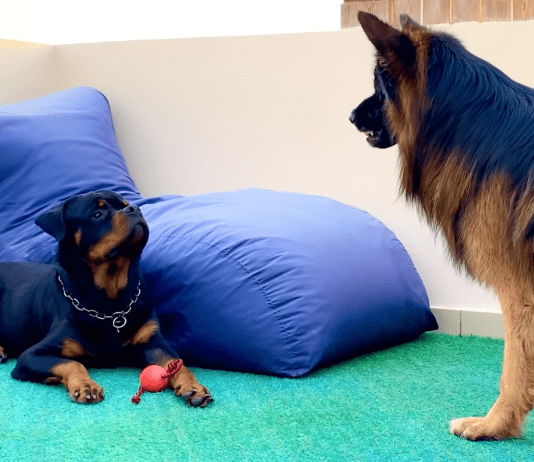 Rottweiler vs German Shepherd