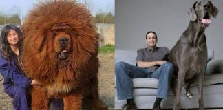 massive dog breeds