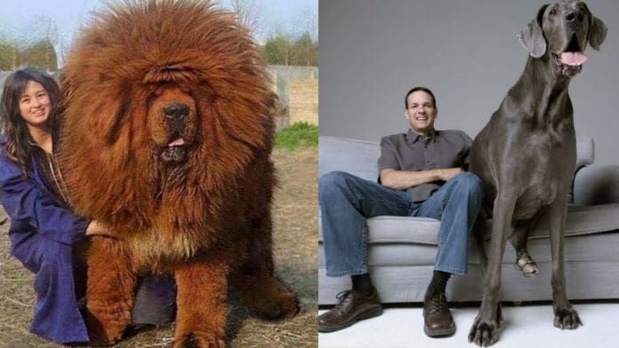 massive dog breeds