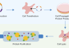 Protein Expression