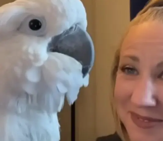 Grieving Cockatoo