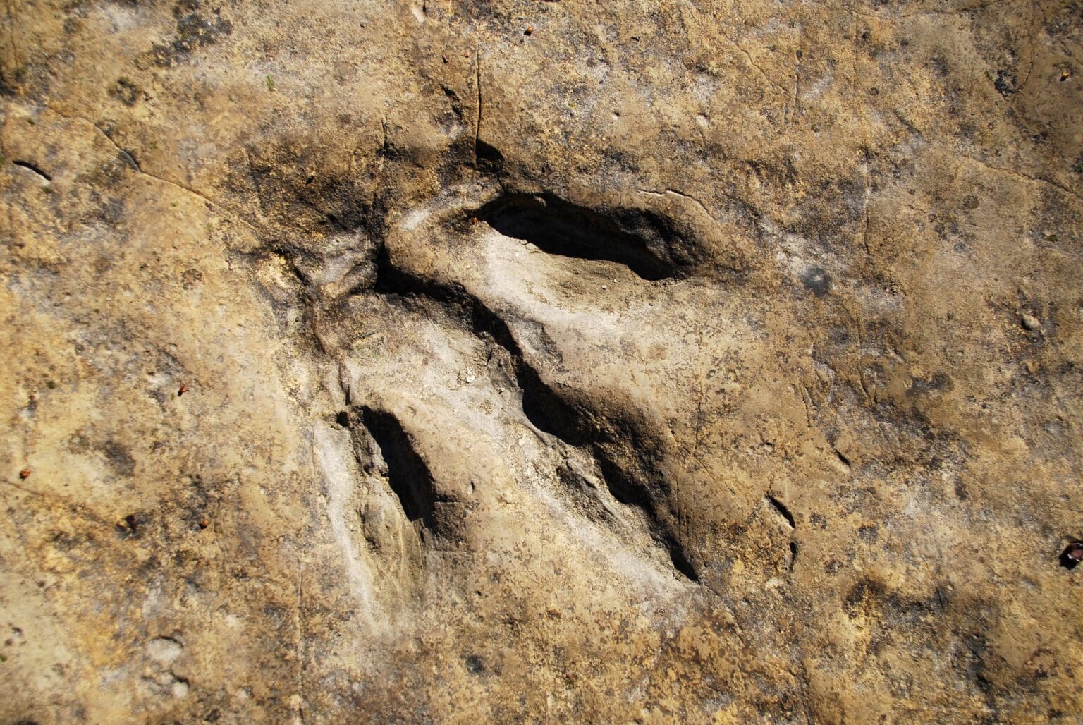 Our Ancestors Knew Of Dinosaurs And Possibly Even Had Rituals Regarding Them – Newsad