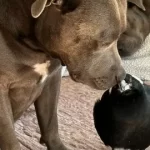 An Unlikely Friendship: Peggy and Molly Peggy and Molly