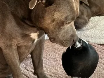 An Unlikely Friendship: Peggy and Molly Peggy and Molly